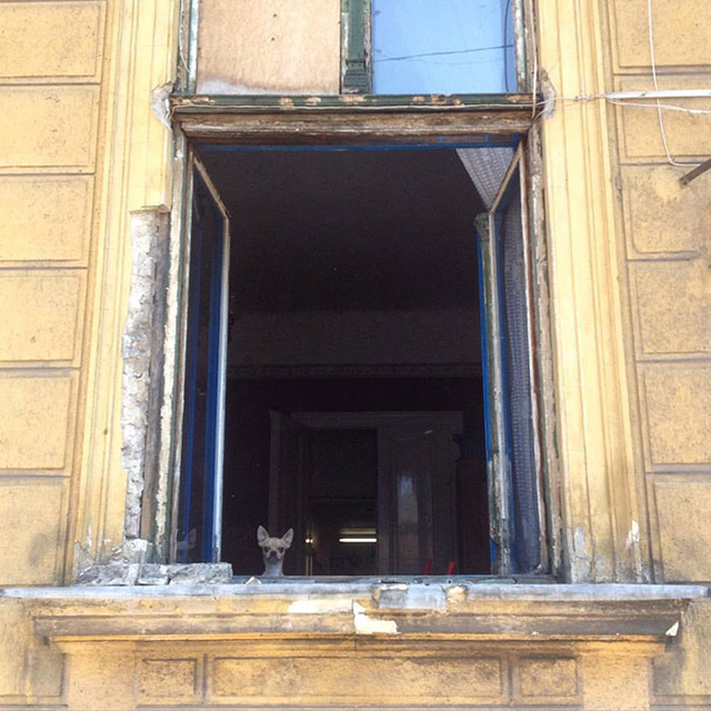 Dogs of Budapest