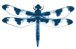 Dragonfly vector